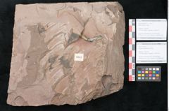 Foto (Objekt + Etikett) von Zizyphus paradisiacus Unger (NHMW-GEO-2024-0188-8057b)